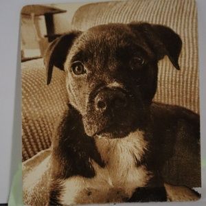 Cute puppy, laser engraved